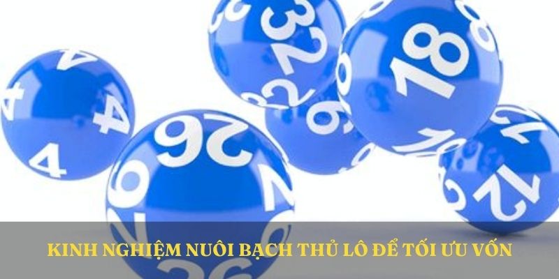 Kinh nghiệm nuôi bạch thủ lô để tối ưu vốn