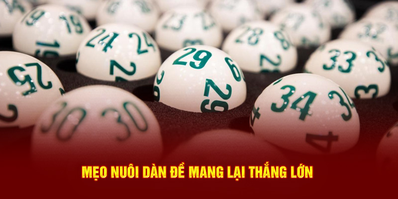 Mẹo nuôi dàn đề mang lại thắng lớn