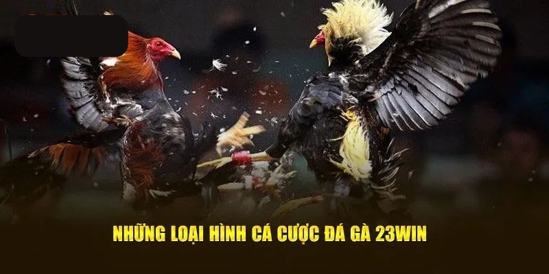 Tìm hiểu về gà nòi - Loại hình thi đấu được nhiều người quan tâm